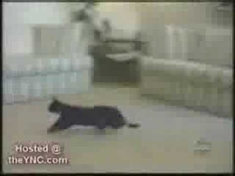 Psychotic Kitties!!!