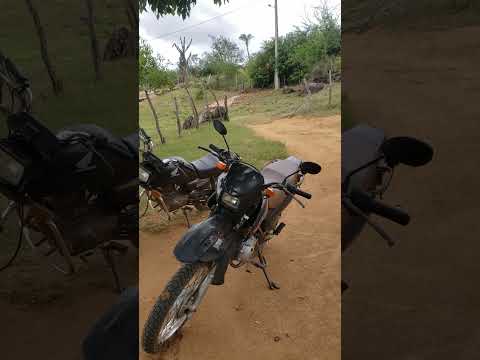 Gado Nelore Na Fazenda Serra Dourada | Recôncavo Baiano