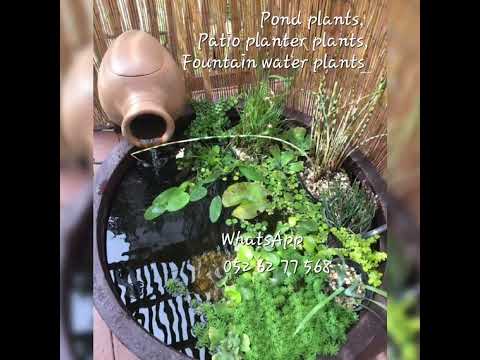 Nymphaea lotus- lotus plants  Dubai     052 62 77 568 #4u #view #viralvideo #explore #popular