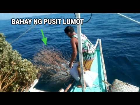 PAGGAWA NG BAHAY OR PAITLUGAN NG PUSIT LUMOT|NAPAKA EFFECTIVE NITO