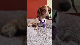 Video preview image #1 Dachshund Puppy For Sale in Boonton, NJ, USA