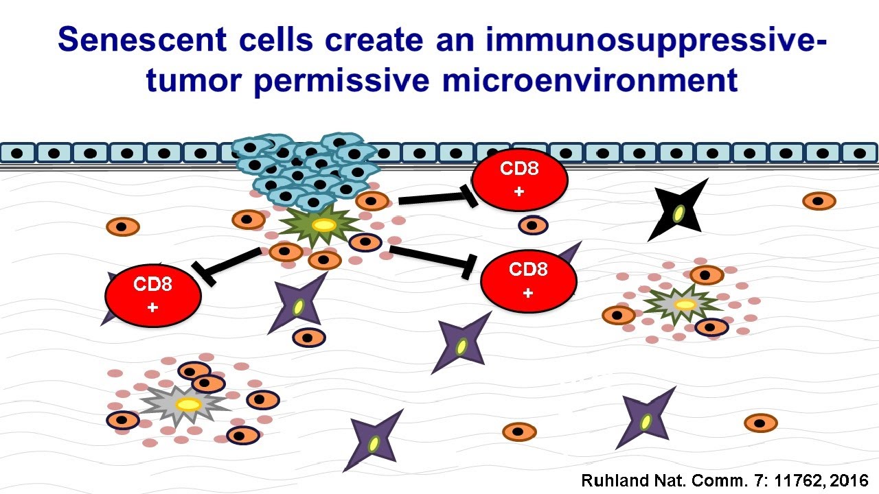 Deciphering Aging: Linking senescence with DNA Damage and the cell cycle