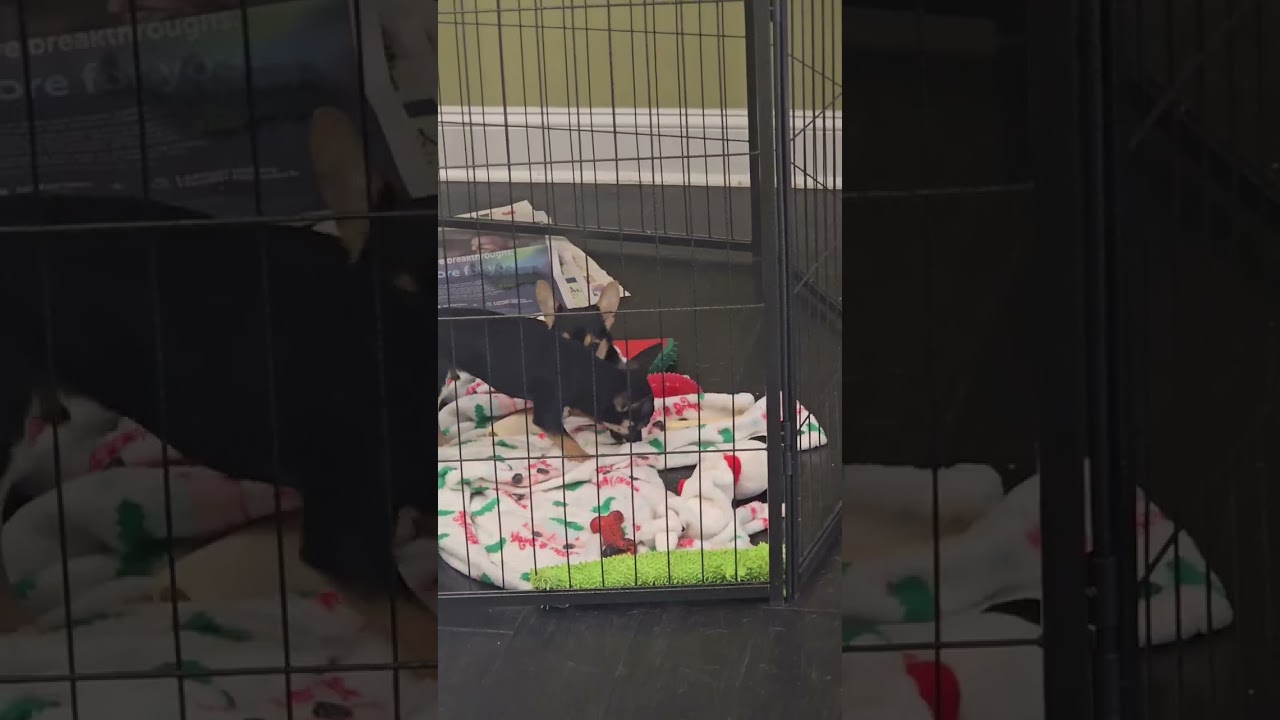 Mochi, a ADOPTABLE mixed breed in Pottstown, PA video 2/2