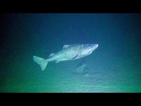 The World's Oldest Shark - RARE FOOTAGE