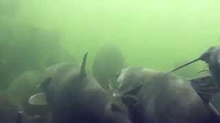 Skin & Bones - Animal Life: Blue Catfish
