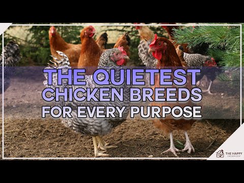 , title : 'The Quietest Chicken Breeds For Every Purpose'
