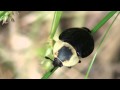 American Carrion Beetle (Silphidae: Necrophila) on ...