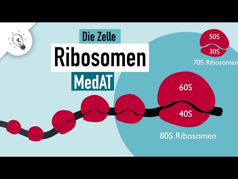 Ribosomes | Structure & Function | MedAT | Biology