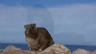 Dassies or rock hyrax to bring happiness