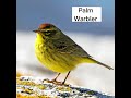 Palm Warbler