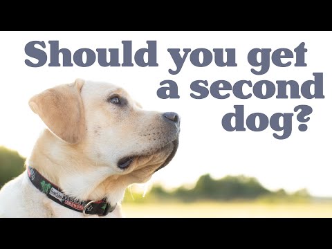 GETTING A SECOND DOG?  PROS AND CONS - ADVICE ON HAVING 2 DOGS