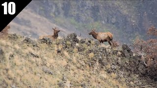 An Incredible Opening Day of Elk Hunting! (WA OTC Public Land) | 2025 EP.10
