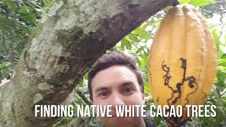 preview picture of video 'How to make wild chocolate in the jungle'