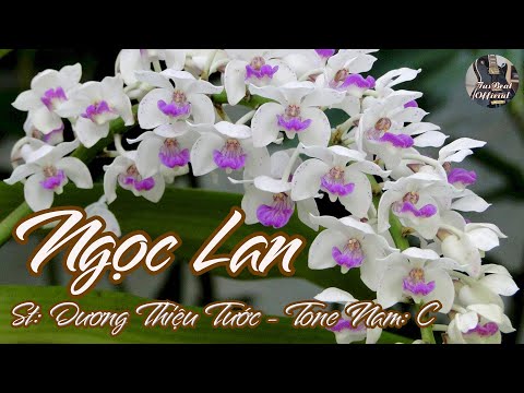 Karaoke Ngọc Lan Tone Nam | TAS BEAT