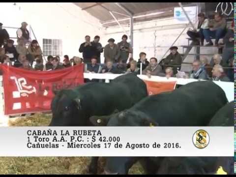 17-08-16 Venta de Toros A.A. P.C. - Cabaña La Rubeta - Cañuelas.