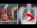 LA ENFERMEDAD DEL CRIADOR DE AVES Una Costumbre Peligrosa