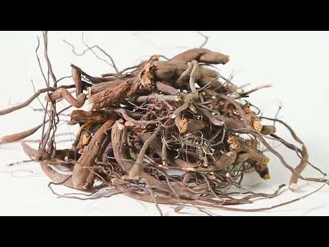 Лапчатка белая