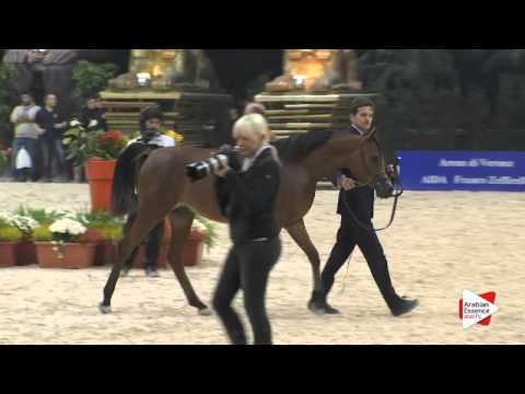 N 118 MASOUN AL ADEYAT   Verona 2015   Yearling Colts Class 2A