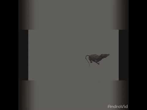 TIMELAPSE: Dog evolution