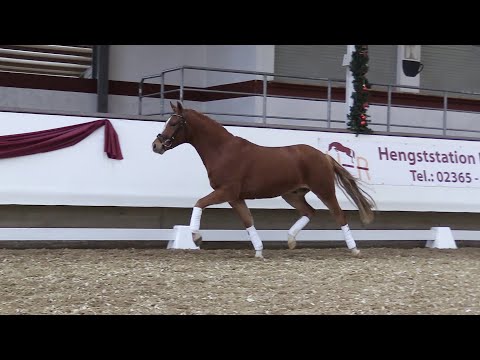 VITUS, Wallach von Valerius - Don Diabolo