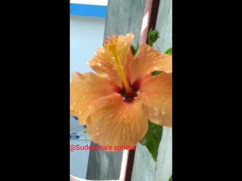 Beautiful Hibiscus flower😍🌺 #Hibiscus #Planting #Sudeshna'sSphere #SubscribeFormorevideos