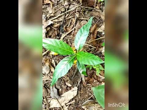 Exploring PORO island in ALMAGRO, SAMAR