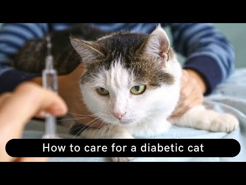 How to care for a diabetic cat Update 2021|| Diabetic cat care || Diabetic cat won't eat