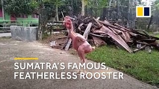 Featherless rooster Bule loved by his farmer – and daily visitors