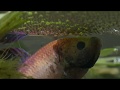 Our Planet   S01E07   Fresh Water - Siamese fighting fish