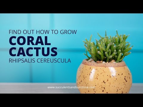 , title : 'Find out how to grow Rhipsalis cereuscula "Coral Cactus"'
