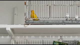 DESACATO CMA