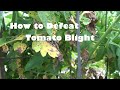 How to Defeat Tomato Blight