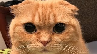 Funny Cats 2019 - Cute Cat 2019 - Mini Cat Videos Compilation #3