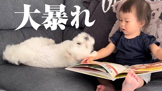 【大暴れ】妹に構ってもらいたくて猛アピールする兄犬が可愛すぎたww【マルプー×一歳】
