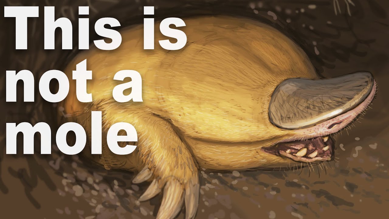 Every Time Things Have Evolved Into Moles