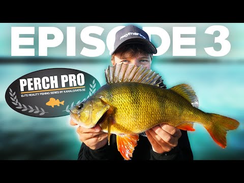 PERCH PRO 6 - Episode 3 (Deutsche Untertitel)
