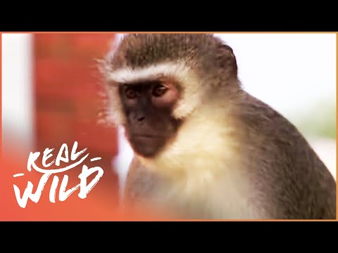 Vervet Monkeys Rage At Each Other