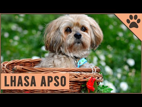 Lhasa Apso - Dog Breed Information