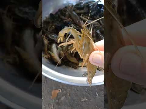 variedade de peixes pequenos 🐟 camarão 🦐 caranguejo 🦀 do rio