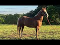 Bella Run Equine Linda
