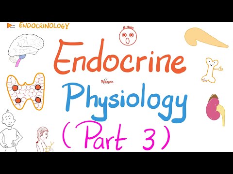 Endocrine Physiology (Part 3 of 3) | Endocrinology series