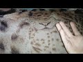 Замена сенсора телефона за 1 минуту своими руками