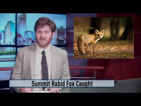 NJ Summit Possibly Rabid Fox Attacks Dogs
