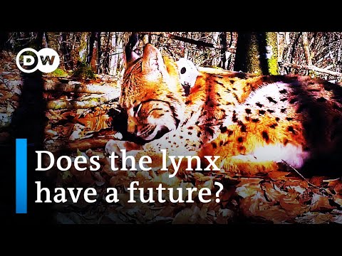 Controversy over reintroducing the lynx in Europe | DW Documentary