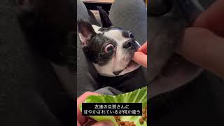 友達の旦那さんの可愛がり方が独特である #ボストンテリア