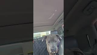 Video preview image #1 American Pit Bull Terrier-Unknown Mix Puppy For Sale in phoenix, AZ, USA