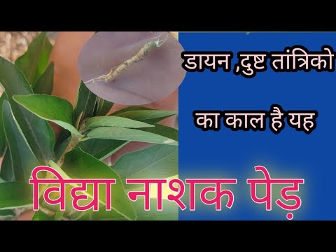 विद्या नाशक जड़//किसी भी डायन/तांत्रिकों के शक्तियों को//पल भर मे खत्म करे//aal_mix_gyan_sagar