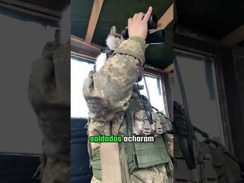 Veja como uma gatinha conquistou todos os soldados!