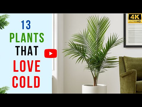 Top 13 Houseplants That Thrive in Cold Rooms | Plants That Love Cold