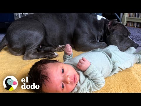 El Vínculo Emocional Entre Un Pitbull Rescatado y Un Bebé